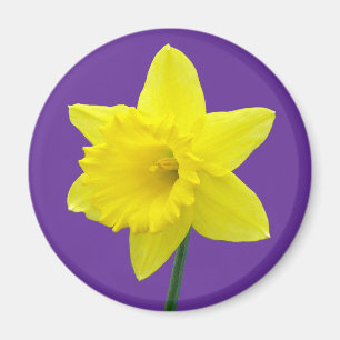 Welsh Daffodil - II Magnet