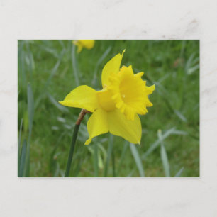 Welsh Daffodil in Bloom Postcard