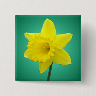 Welsh Daffodil - IV - Square 15 Cm Square Badge