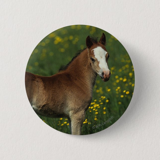 Welsh Foal 6 Cm Round Badge (Front)