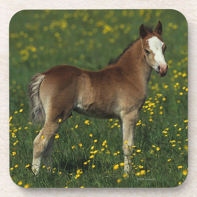 Welsh Foal Coaster (Front)