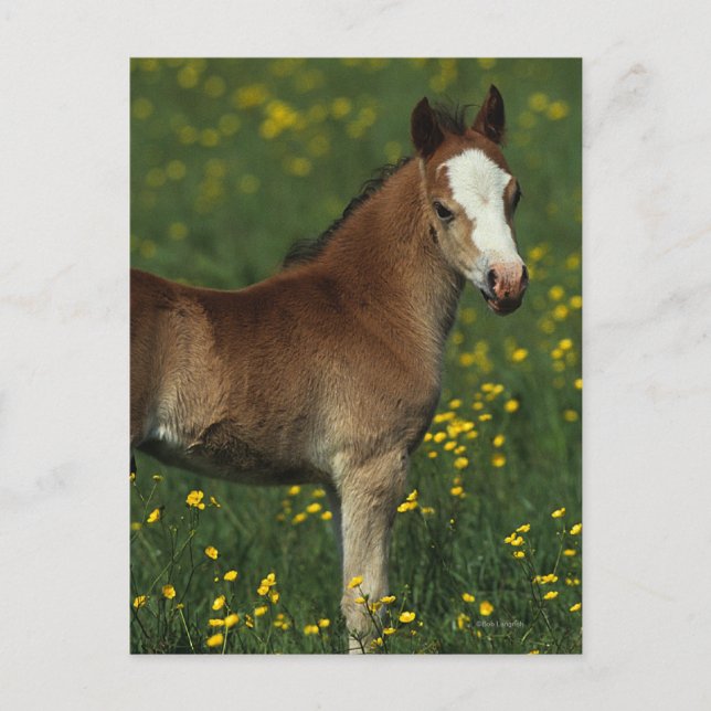 Welsh Foal Postcard (Front)