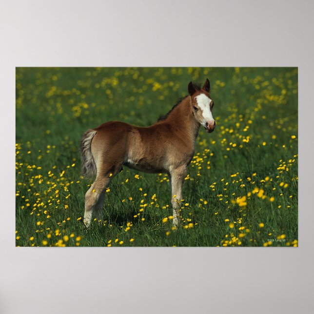 Welsh Foal Poster (Front)