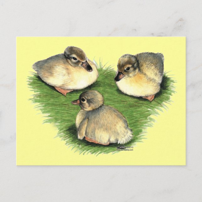 Welsh Harlequin Ducklings Postcard (Front)
