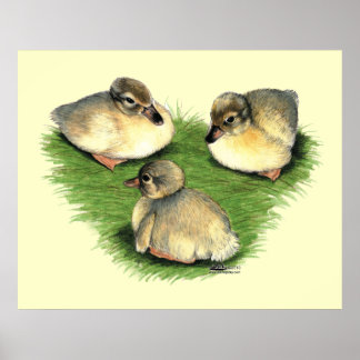 Welsh Harlequin Ducklings Poster