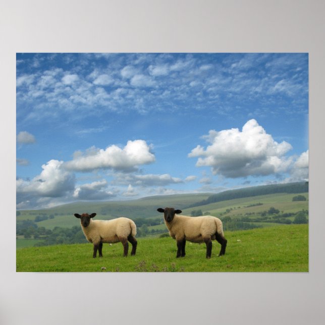 Welsh Lambs Poster (Front)