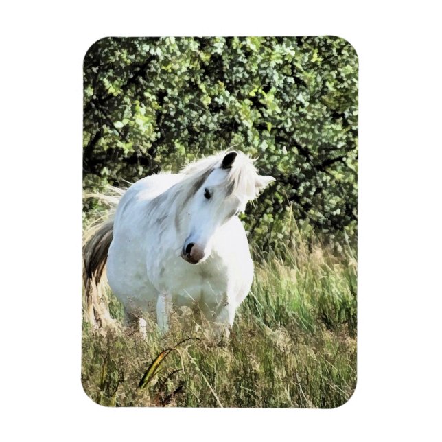 WELSH MOUNTAIN PONY MAGNET (Vertical)