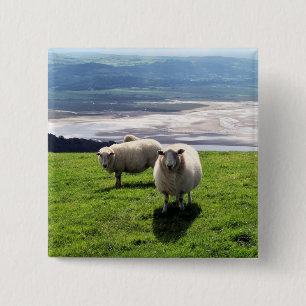 WELSH MOUNTAIN SHEEP 15 CM SQUARE BADGE