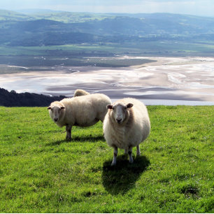 WELSH MOUNTAIN SHEEP BUSINESS CARD