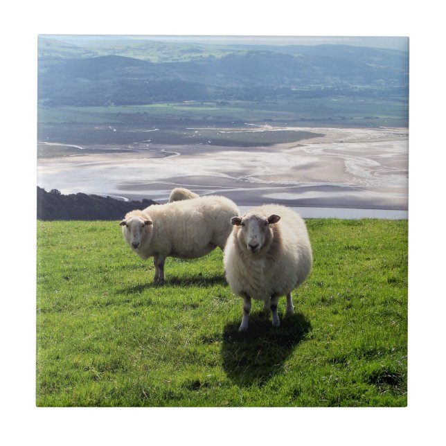 WELSH MOUNTAIN SHEEP TILE (Front)