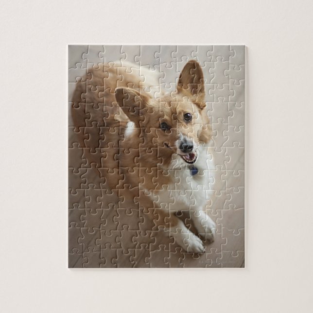 Welsh Pembroke corgi dog lying on wood floor. Jigsaw Puzzle (Vertical)
