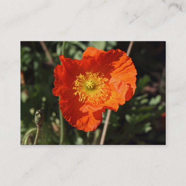 Welsh Poppy (Orange) Business Card (Front)