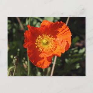 Welsh Poppy (Orange) Postcard