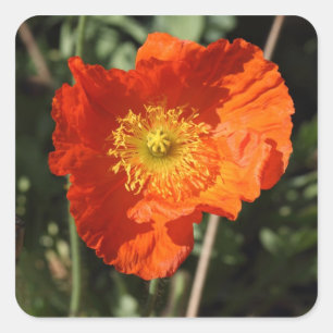 Welsh Poppy (Orange) Square Sticker