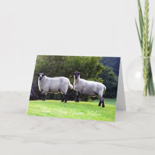 Welsh Sheep Greeting Cards. Card