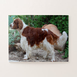 Welsh Springer Our Family Pet Jigsaw Puzzle