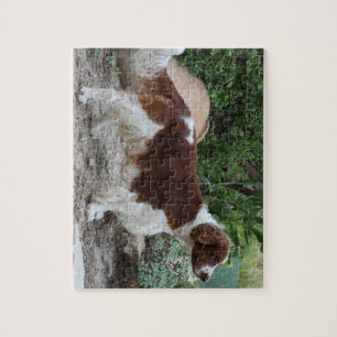Welsh_Springer_Spaniel_full.png Jigsaw Puzzle