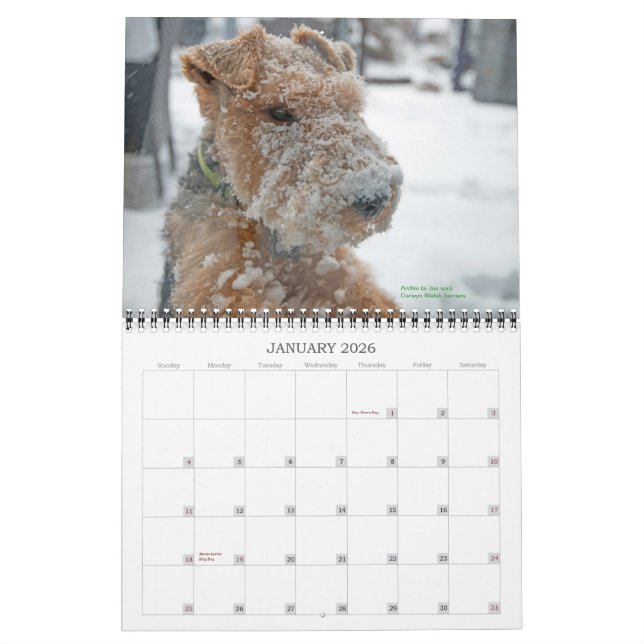 Welsh Terrier 2015 Calendar by Darwyn (Jan 2026)