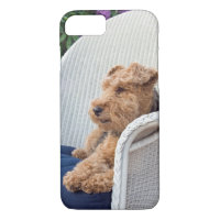 Welsh Terrier