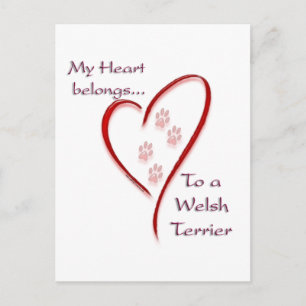 Welsh Terrier Heart Belongs Postcard