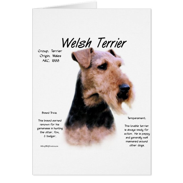 Welsh Terrier History; About Welsh Terriers (Front)