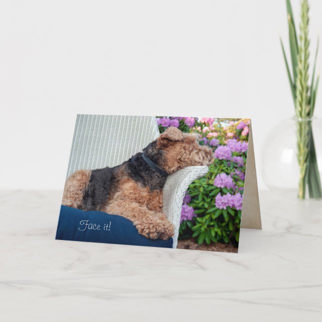 Welsh Terrier on wicker chair birthday Card (Front)