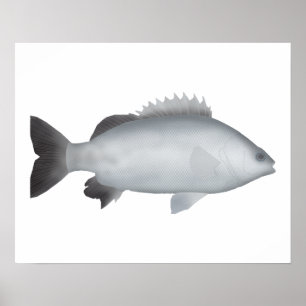 Welsh's Grunter Poster
