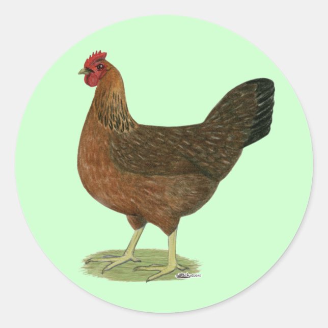 Welsummer Hen Classic Round Sticker (Front)