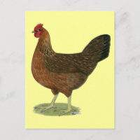 Welsummer Hen
