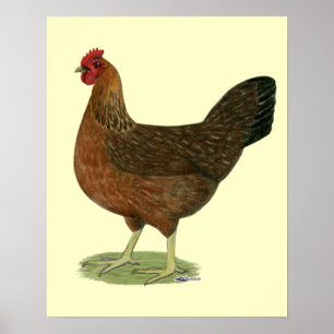 Welsummer Hen Poster