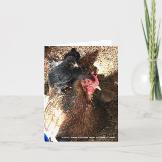Welsummer Hen with Maran Chicks Card (Front)