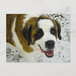 wemissTANK Postcard