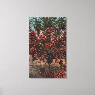 Wenatchee, WAA Wenatchee Valley Apple Tree Canvas Print