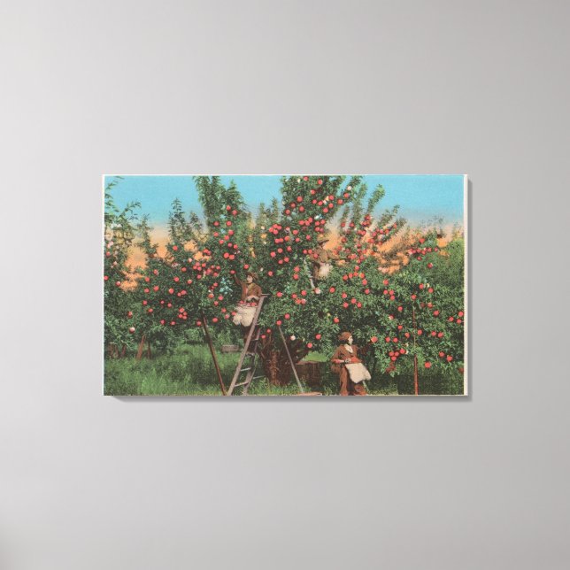 Wenatchee, WAView of Apple Orchard & Workers Canvas Print (Front)