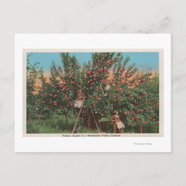 Wenatchee, WAView of Apple Orchard & Workers Postcard (Front)