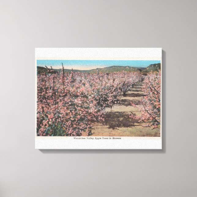Wenatchee, WAView of Apple Trees in Blossom Canvas Print (Front)