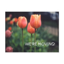We're Moving Pretty Tulip Floral Flower Tulips