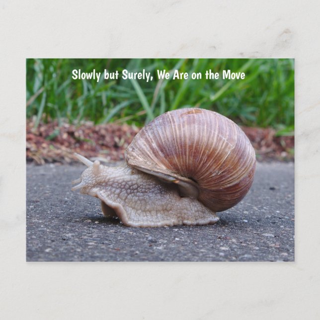 We're Snailing Along Postcard (Front)