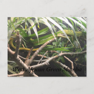 West African Green Mamba Postcard