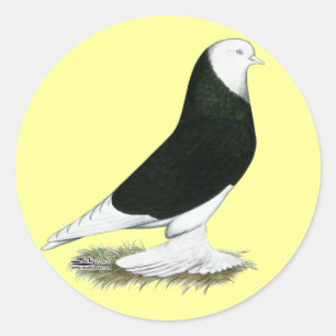 West Black Bald Pigeon Classic Round Sticker