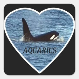 West Coast Killer Whale "Aquarius" Orca Square Sticker