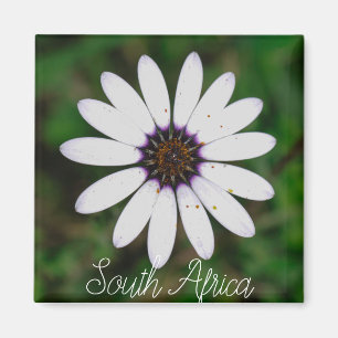 West Coast South Africa Wild Flower  ZA Magnet