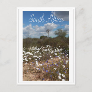 West Coast South Africa Wild Flowers Postcard