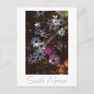 West Coast South Africa Wild Flowers Postcard