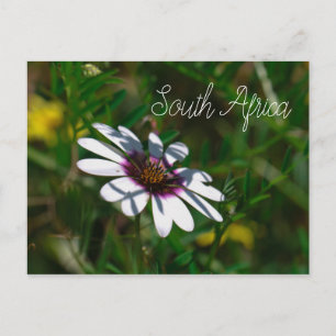 West Coast Wild Flowers South Africa SA Postcard