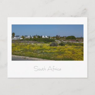 West Coast Wild Flowers South Africa SA Postcard
