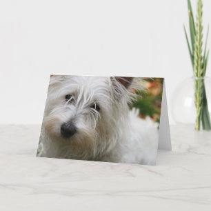 West Highland Terrier Greeting Card