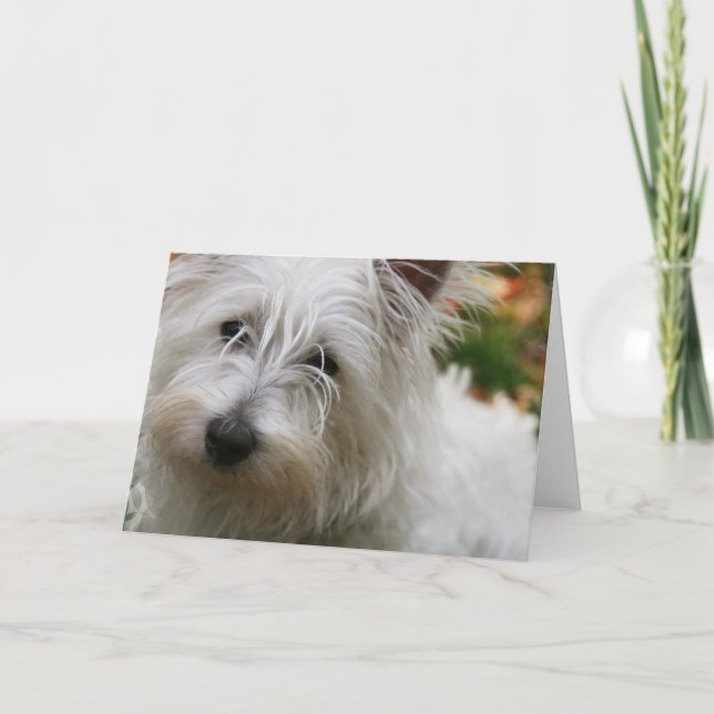 West Highland Terrier Greeting Card (Front)