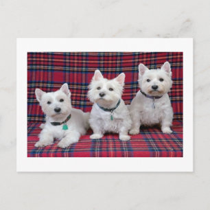 West Highland Terrier Postcard