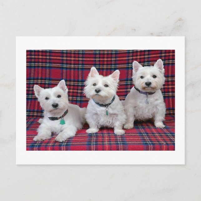West Highland Terrier Postcard (Front)